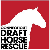 Horses for sale: Buy a Horse at Connecticut Horse Rescue