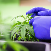 Indica vs Sativa: Explorando las Diferencias en el Cannabis