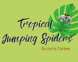 Tropical Jumping Spiders