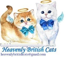 British Shorthair Kittens for sale - Adopt at Heavenly British Cats