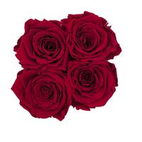 Sind Infinity Rosen echte Rosen? Die Antwort einfach erklärt