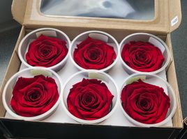 Wie werden Infinity Rosen hergestellt? Der Konservierungsprozess einfach erklärt