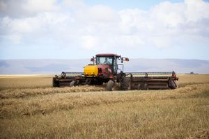 Is Your Flour Sprayed with Glyphosate Before Harvest? Here Is What You Need to Know
