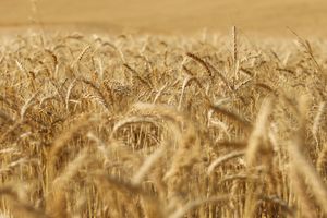 I Have a Gluten Sensitivity. Can I Still Eat Stoneground Flour?