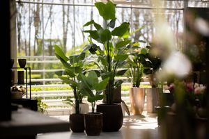 Kunstplanten & Kunstbomen