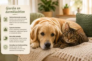 Infographic over Giardia en darmklachten bij honden en katten