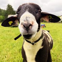 Schafbock mit Halsband