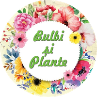 Bulbi Și Plante