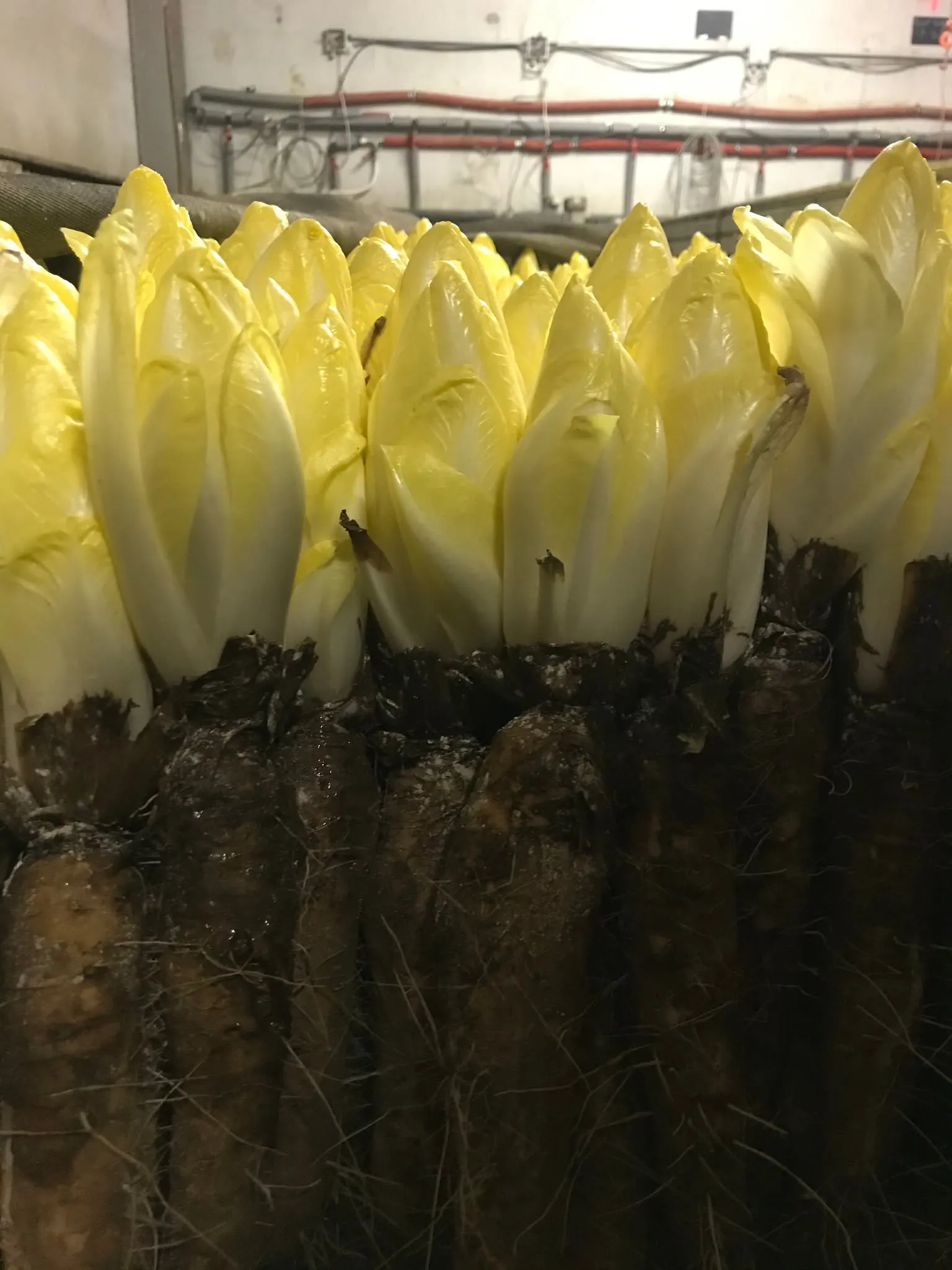 Goudgele grondwitloofkroppen groeien in het donker op de wortels