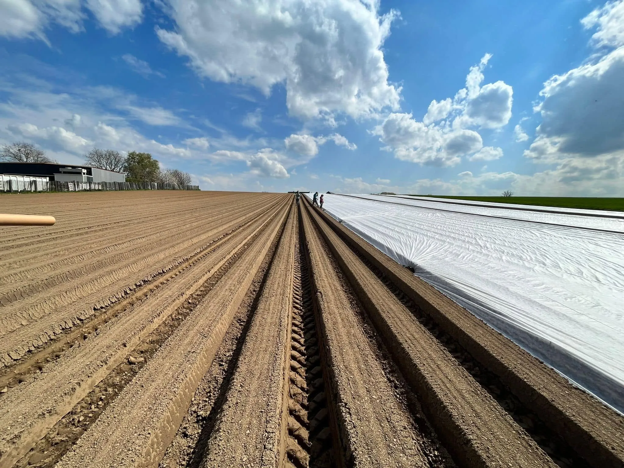 Zaaien van witloof op het veld in Pepingen