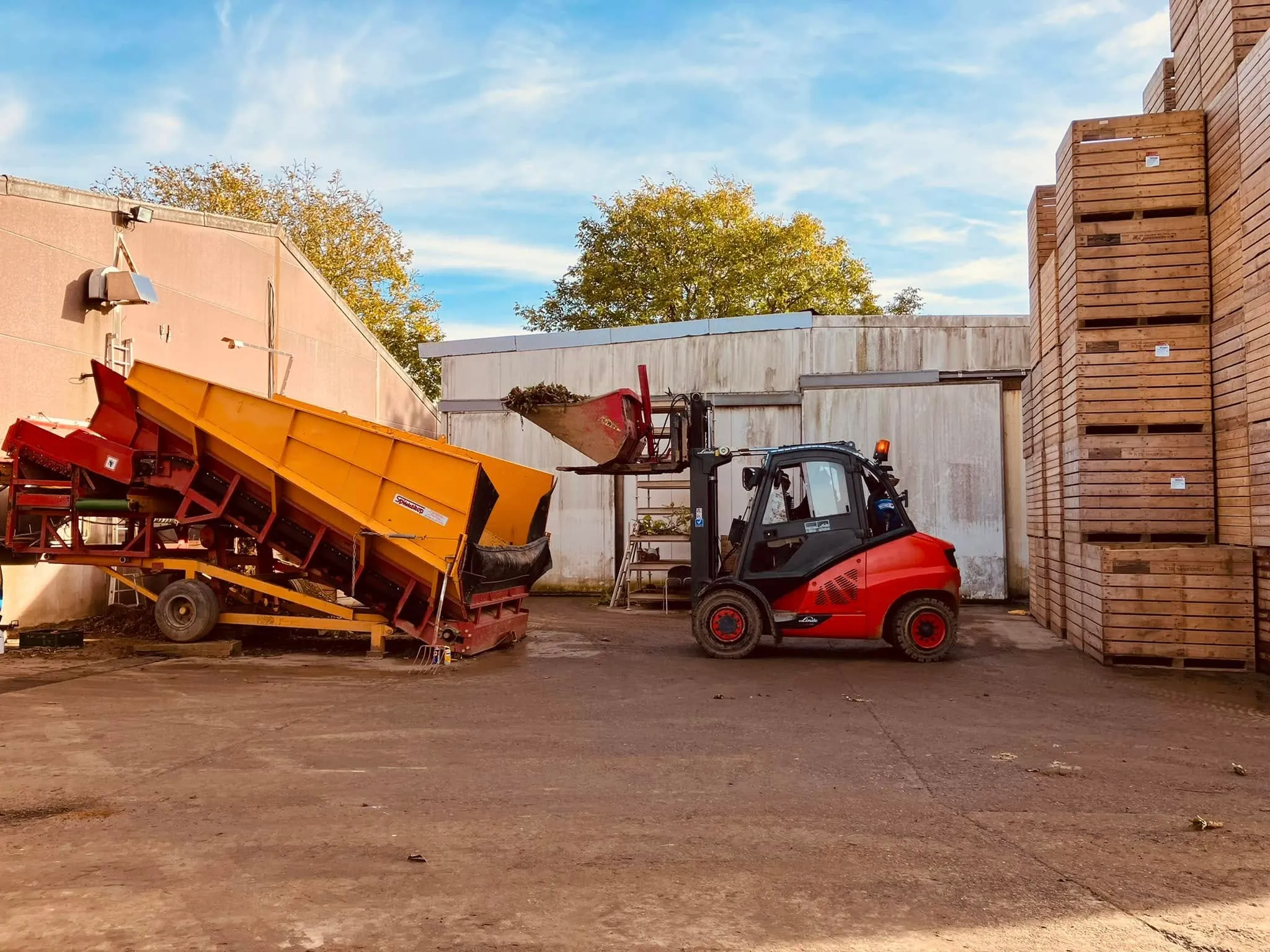 Witloofwortels worden gesorteerd en in houten bakken bewaard