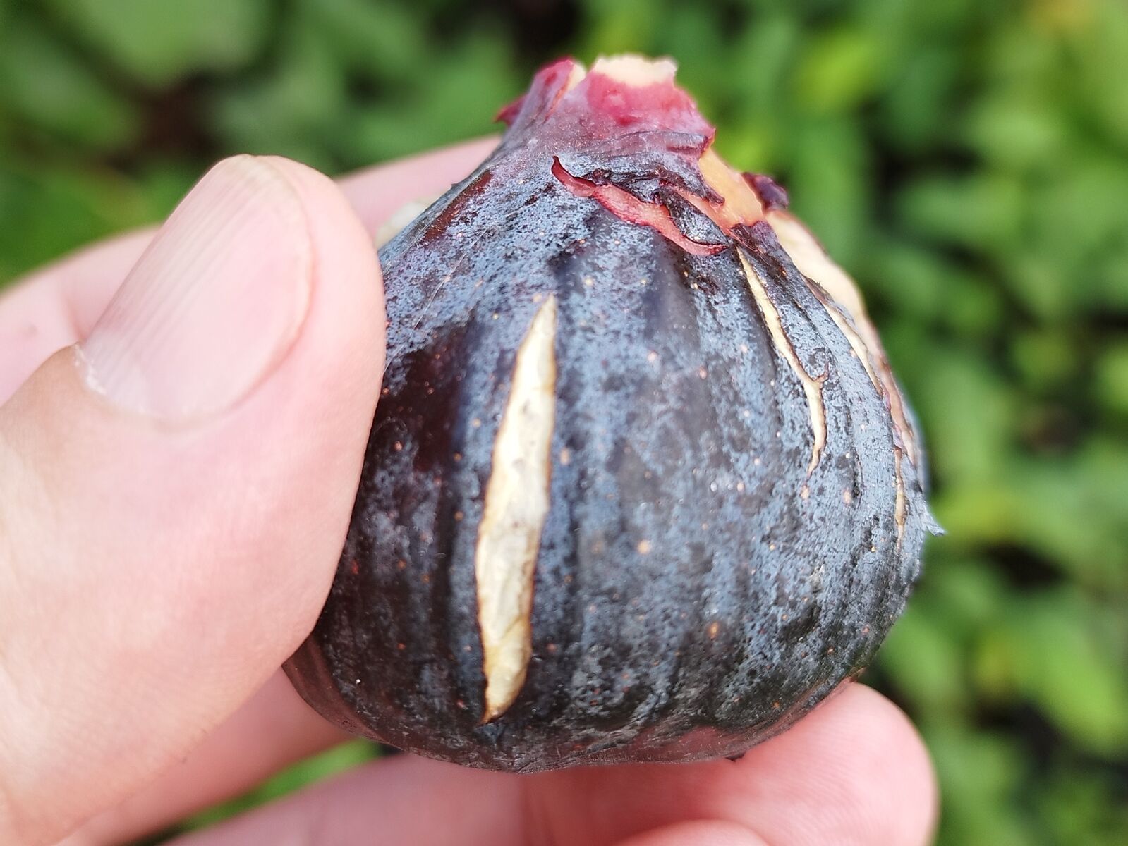 Pepiniera Dulce — Pawpaw, Arțari, Magnolii