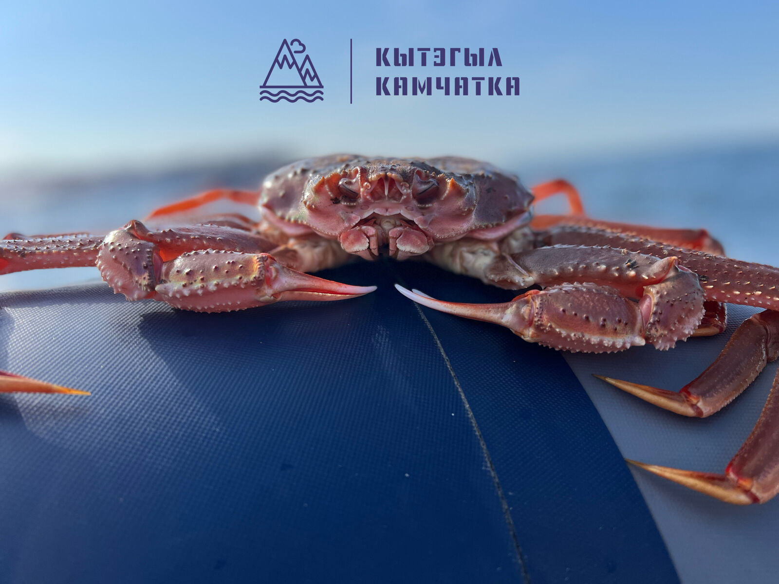 Красная икра, морепродукты Камчатки, нерка, рыба, икра красная, дикий  лосось, балык, Пресервы, кета