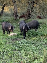 A charming oak grove enjoyed by our pata negra pigs
