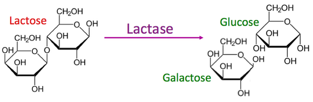 Kas yra laktozė?