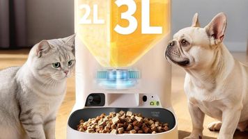 Combien de fois par jour un chat doit-il manger ?