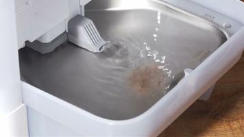 Por qué los gatos prefieren el agua en movimiento
