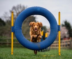 Des équipements de qualité pour chiens sportifs - #2