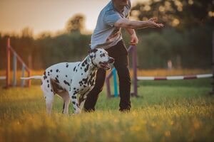 Boost your dog's performance - #1
