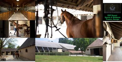 Horse grooming stables - #3