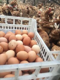 Dobrodošli na web Rakicjaja.hr – Vaš izvor svježih jaja iz Slobodnog uzgoja s OPG Rakić jaja!