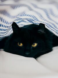 Cozy Cat Co-op for Comfort