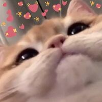 Cat Heaven