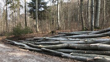 Holz aus nachhaltiger Forstwirtschaft